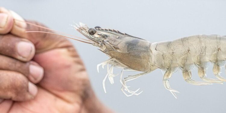 Empresas camaroneras ecuatorianas se suman a prácticas sostenibles a través de SSP