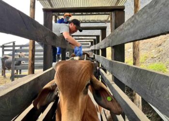 MAG moviliza recursos para la recuperación de animales afectados por incendio en Loja