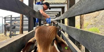 MAG moviliza recursos para la recuperación de animales afectados por incendio en Loja