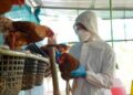 23 mil aves sacrificadas en los Países Bajos, por Influenza Aviar