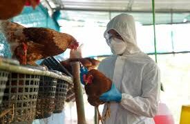 23 mil aves sacrificadas en los Países Bajos, por Influenza Aviar