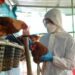 23 mil aves sacrificadas en los Países Bajos, por Influenza Aviar