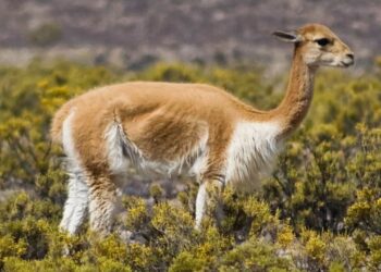 Perú alberga la mayor población de vicuñas a nivel mundial