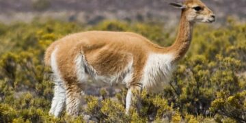 Perú alberga la mayor población de vicuñas a nivel mundial