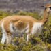 Perú alberga la mayor población de vicuñas a nivel mundial