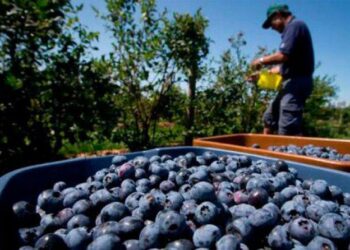 El II Congreso Internacional de Arándano busca incentivar su cultivo en Ecuador