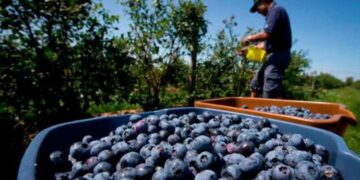 El II Congreso Internacional de Arándano busca incentivar su cultivo en Ecuador