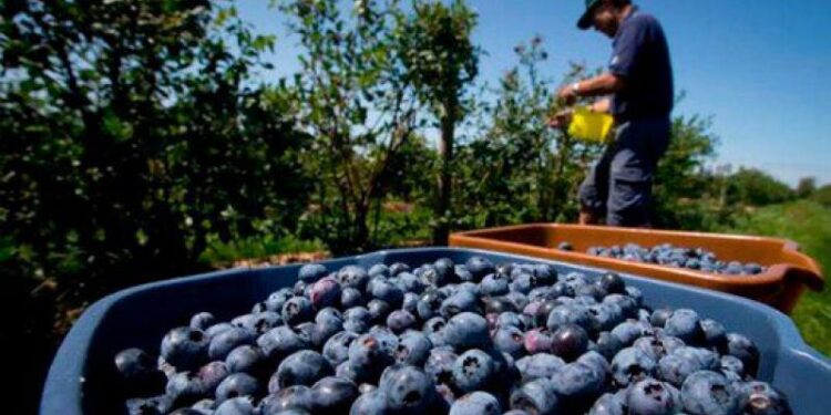 El II Congreso Internacional de Arándano busca incentivar su cultivo en Ecuador