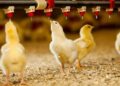Impacto económico y sanitario de la bioseguridad en la industria avícola