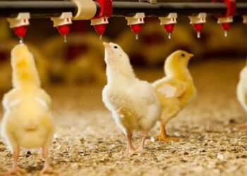 Impacto económico y sanitario de la bioseguridad en la industria avícola