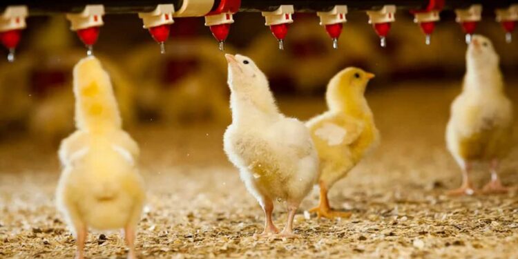 Impacto económico y sanitario de la bioseguridad en la industria avícola