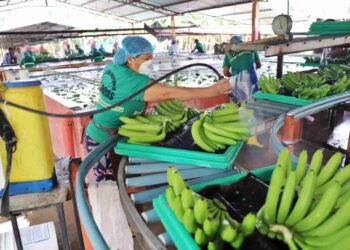 Rechazan presión de supermercados alemanes  para reducir precios del banano