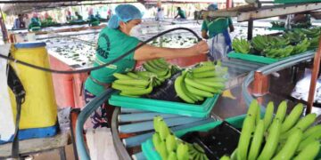 Rechazan presión de supermercados alemanes  para reducir precios del banano