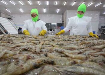 Crecen las exportaciones de camarón hacia España