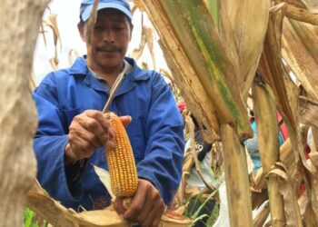 “LOS MAICEROS DEL ECUADOR AL BORDE DE LA QUIEBRA”