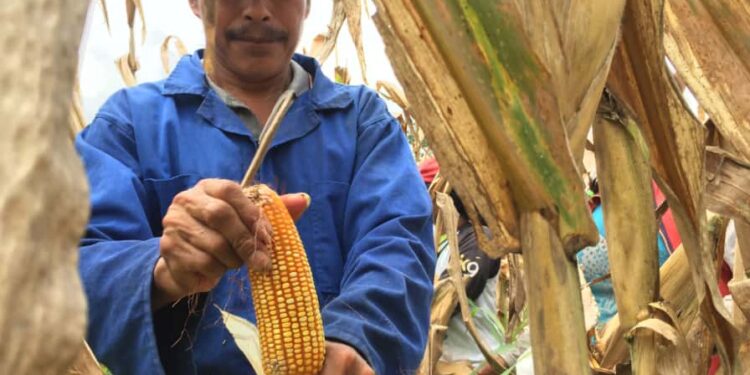 “LOS MAICEROS DEL ECUADOR AL BORDE DE LA QUIEBRA”