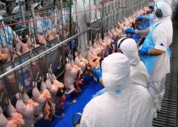 Multinacional brasileña invertirá USD 2.500 millones en Nigeria para fortalecer industria cárnica