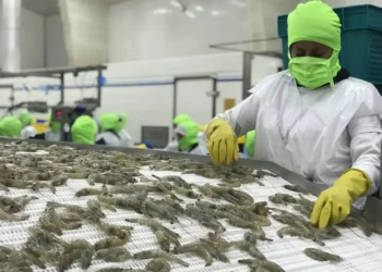 Camaroneros plantean observaciones al proyecto de ley orgánica para el alivio financiero y el fortalecimiento económico