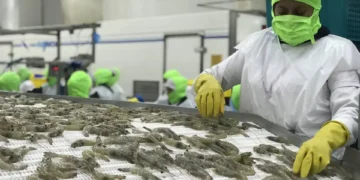 Camaroneros plantean observaciones al proyecto de ley orgánica para el alivio financiero y el fortalecimiento económico