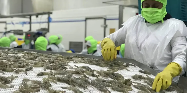 Camaroneros plantean observaciones al proyecto de ley orgánica para el alivio financiero y el fortalecimiento económico