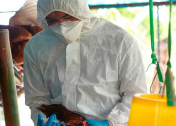 En Colombia confirman primer brote de influenza aviar de alta patogenicidad