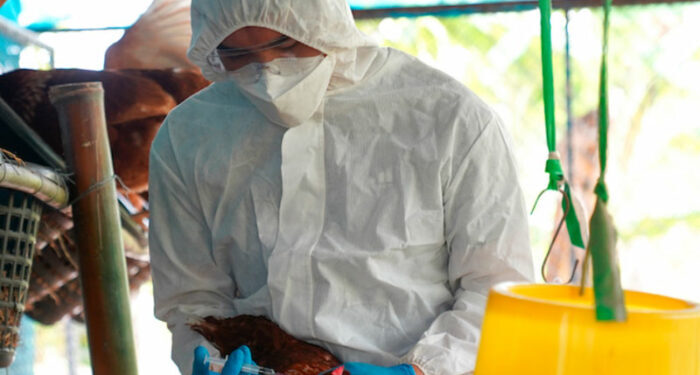 En Colombia confirman primer brote de influenza aviar de alta patogenicidad