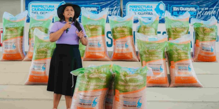 En Guayas: 6.000 agricultores de arroz beneficiados con sacas de semillas