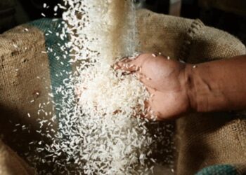 MAG Fija nuevo precio mínimo de sustentación del arroz para 2025