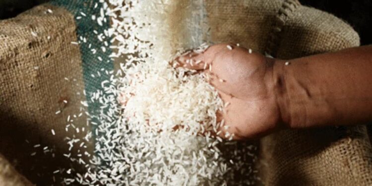 MAG Fija nuevo precio mínimo de sustentación del arroz para 2025