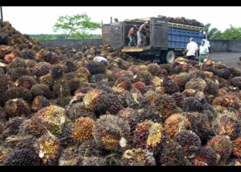 Llaman a la unión de productores, para fortalecer la industria de la palma aceitera