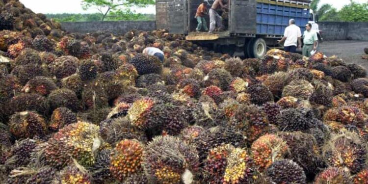 Llaman a la unión de productores, para fortalecer la industria de la palma aceitera