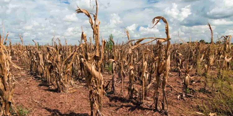 ONU: sequías cuestan $ 300.000 millones anuales y serán una constante