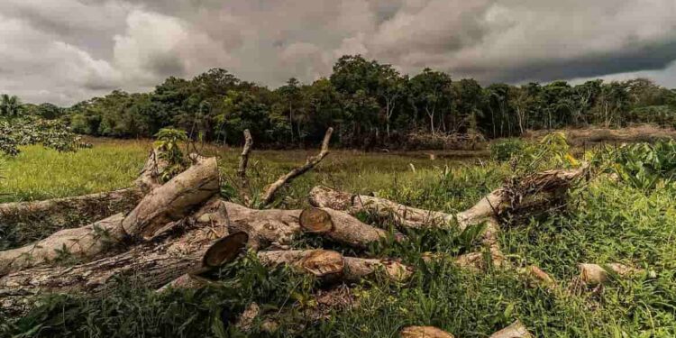 En 34 años el planeta ha perdido 129 millones de hectáreas de bosque