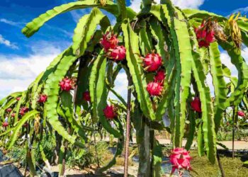 Desafíos y Oportunidades para el sector pitahayero del Ecuador en 2024