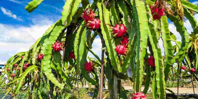 Desafíos y Oportunidades para el sector pitahayero del Ecuador en 2024