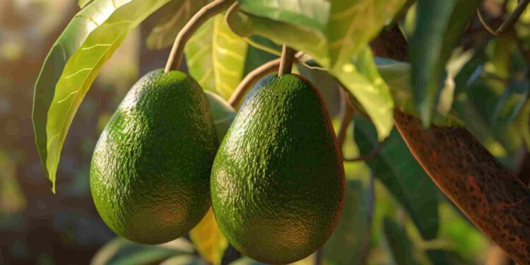 El aguacate, cada vez más globalizado