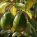 El aguacate, cada vez más globalizado