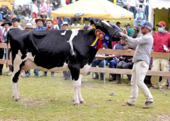 “Ambato Vive 2025” mostrará lo mejor de la producción agropecuaria de la ciudad