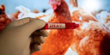 Influenza Aviar golpea por primera vez producción de Georgia, líder avícola en EE. UU.