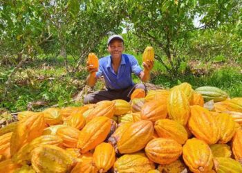 Aumento del precio del cacao, genera expectativa entre agricultores