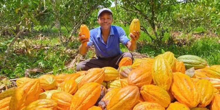 Aumento del precio del cacao, genera expectativa entre agricultores