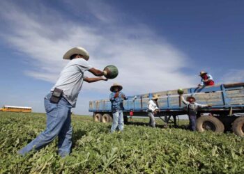 Deportación masiva de migrantes paralizaría la producción de alimentos en EE.UU.