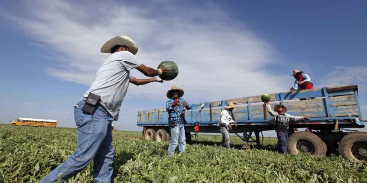 Deportación masiva de migrantes paralizaría la producción de alimentos en EE.UU.