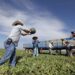 Deportación masiva de migrantes paralizaría la producción de alimentos en EE.UU.