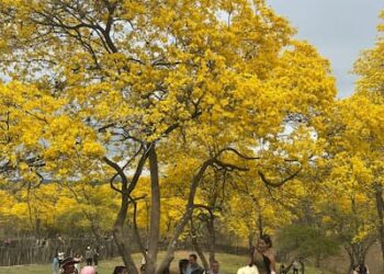 Cientos de turistas gozaron del florecimiento de los guayacanes