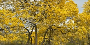 Cientos de turistas gozaron del florecimiento de los guayacanes