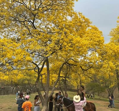 Cientos de turistas gozaron del florecimiento de los guayacanes