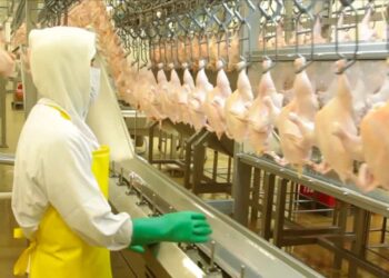 A nivel mundial, la industria avícola proyecta un crecimiento del 3% en el primer trimestre de 2025