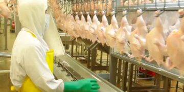 A nivel mundial, la industria avícola proyecta un crecimiento del 3% en el primer trimestre de 2025