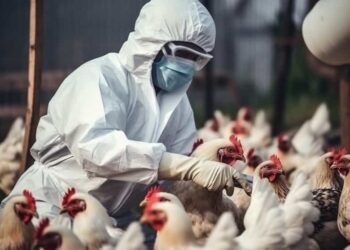 Influenza Aviar llega a Puerto Rico y pone en alerta a la región